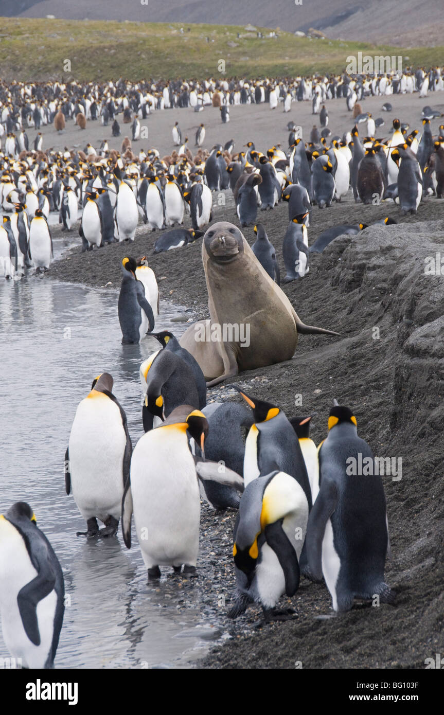 Königs-Pinguine und Robben, St. Andrews Bay, Süd-Georgien, Südatlantik Stockfoto