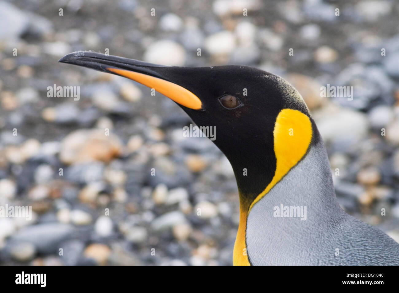 König Pinguin, St. Andrews Bay, Südgeorgien, Süd-Atlantik Stockfoto