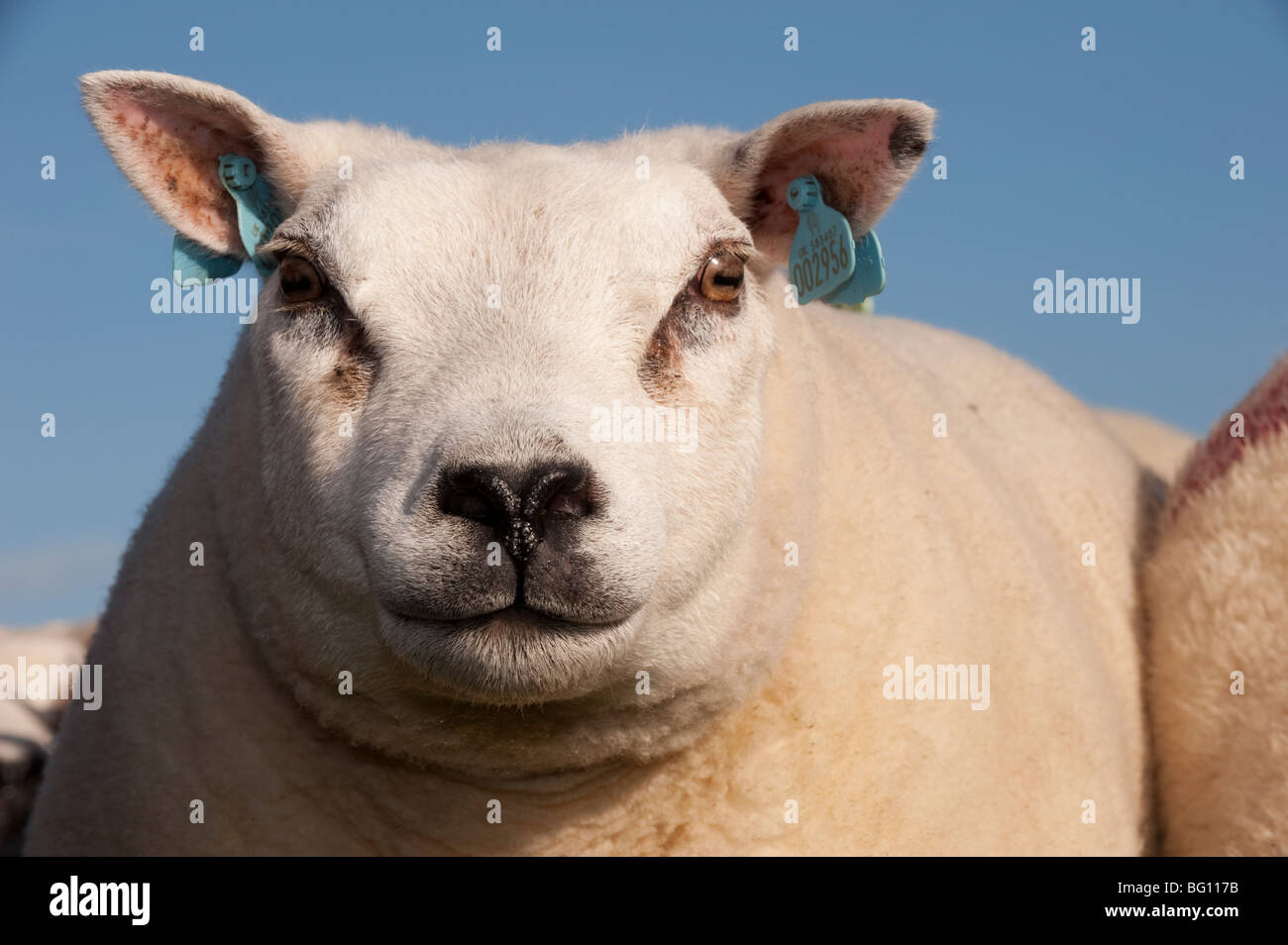 Beltex Schafe in schottischen Landschaft Stockfotografie - Alamy