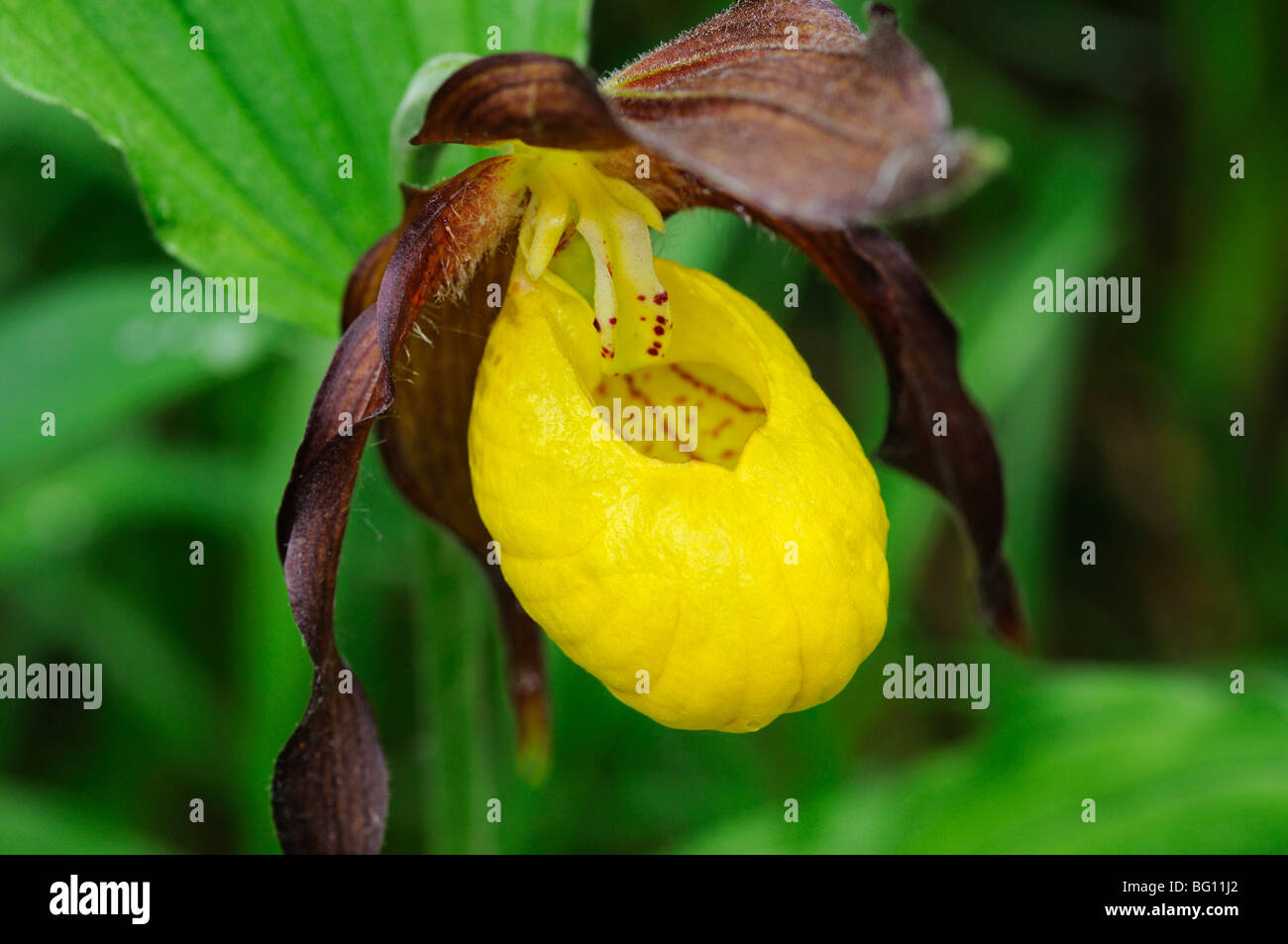 Frauenschuh Orchidee, Cypripedium calceolus Stockfoto