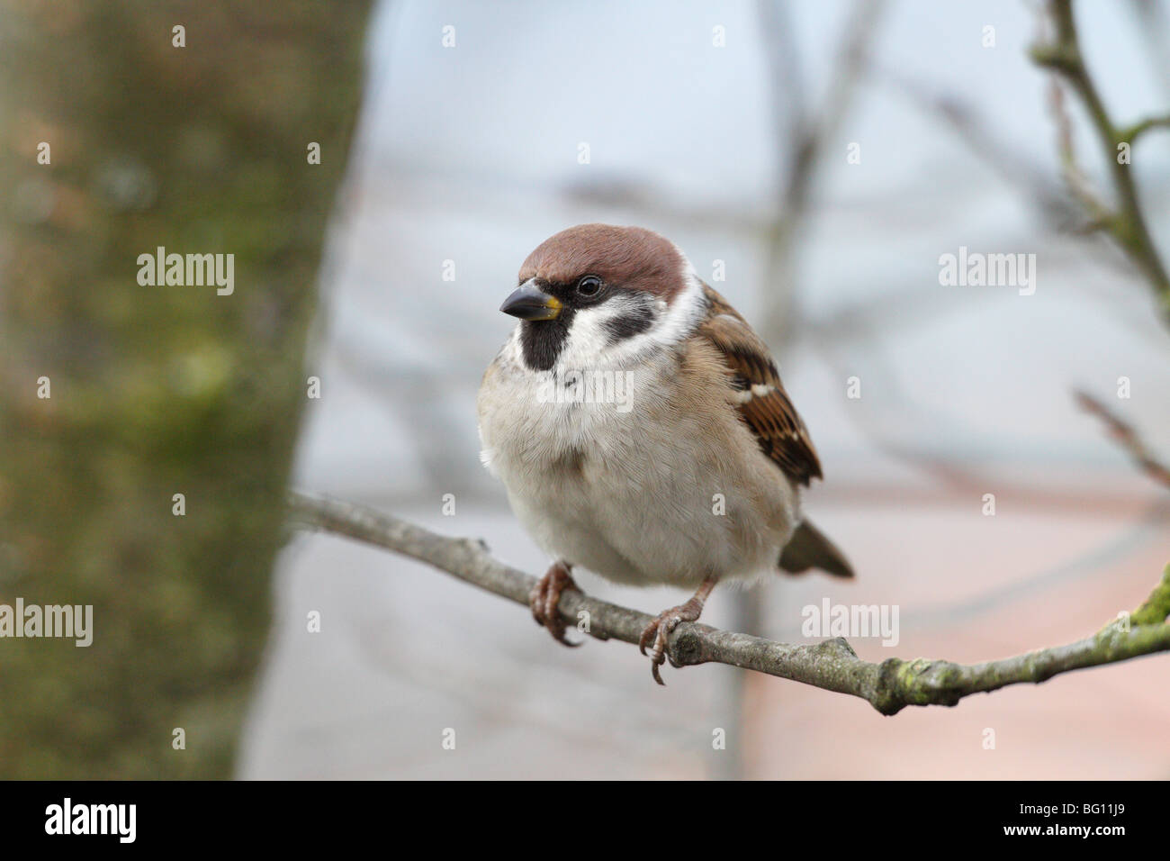 Baum-Spatz (Passer Montanus) Stockfoto