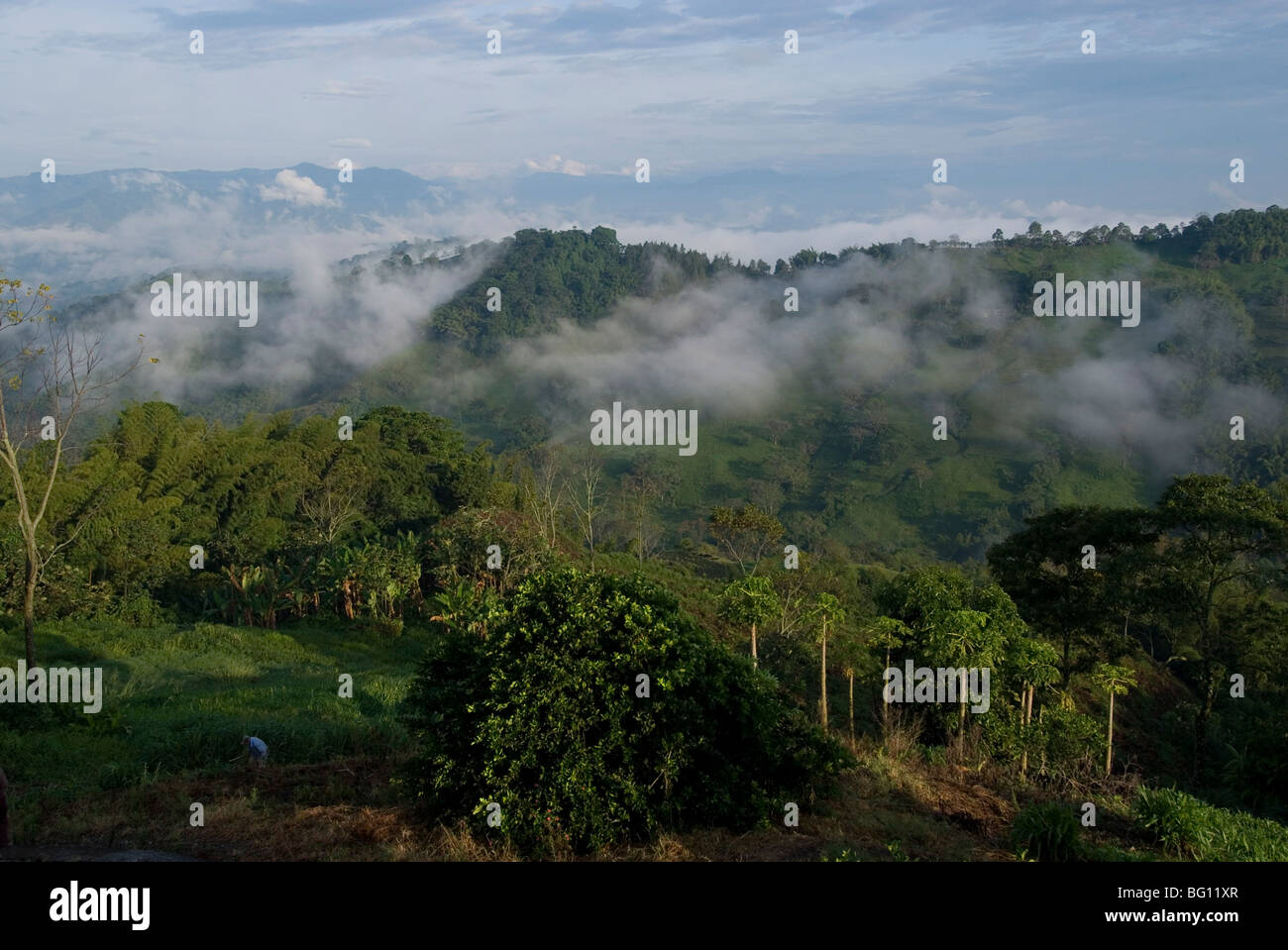 El Caney Plantage und Blick über Kaffee Pflanzen in Richtung der Anden, in der Nähe von Manizales, Kolumbien, Südamerika Stockfoto