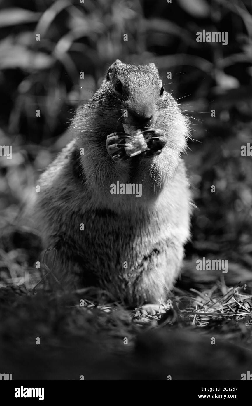 Kolumbianische Grundeichhörnchen (Spermophilus Columbianus) in Glacier Nationalpark Stockfoto