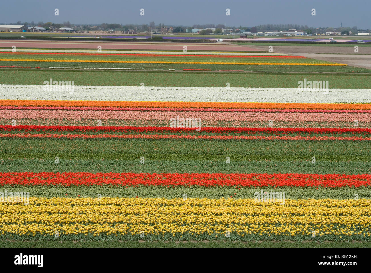 Felder von Blumen wachsen in der Nähe von Keukenhof Gärten, in der Nähe von Leiden, Niederlande, Europa Stockfoto