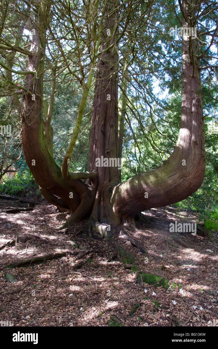 Riselinia Littoralis (bekannt als "The Dancing Baum") in Portmeirion Gärten, Nordwales Stockfoto