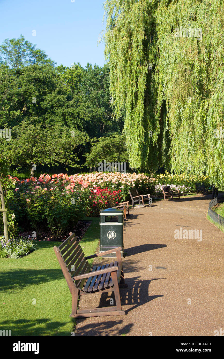 Gärten der Königin Marys, Regents Park, London, England, Vereinigtes Königreich, Europa Stockfoto