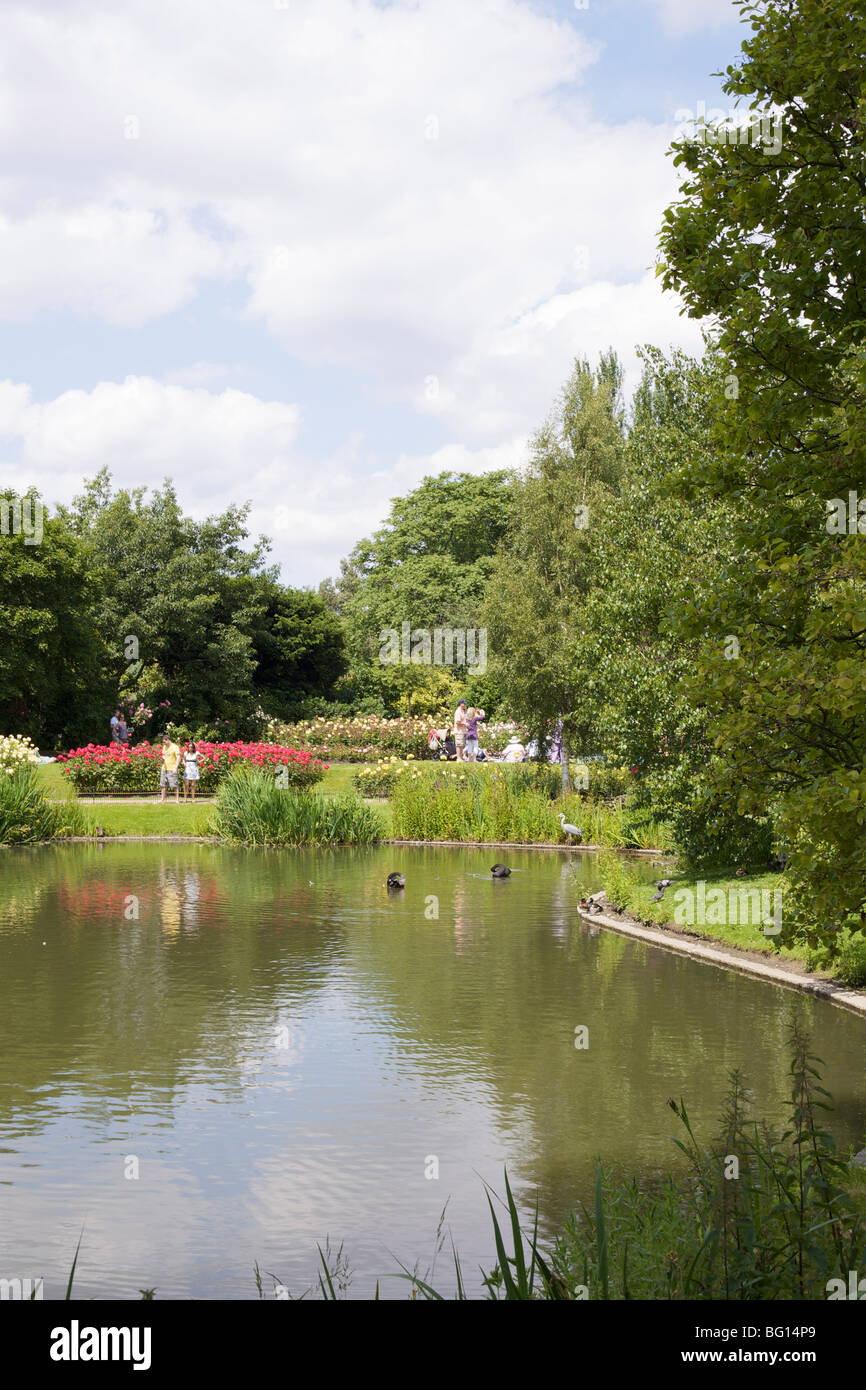 Ein Teich im Queen Marys Gardens, Regents Park, London, England, Vereinigtes Königreich, Europa Stockfoto