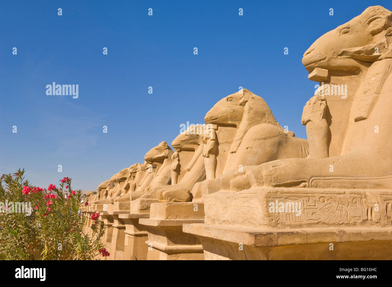 Reihe von Sphinx mit Ram Köpfe an den großen Tempel von Karnak in der Nähe von Luxor, Theben, UNESCO-Weltkulturerbe, Ägypten, Nordafrika Stockfoto