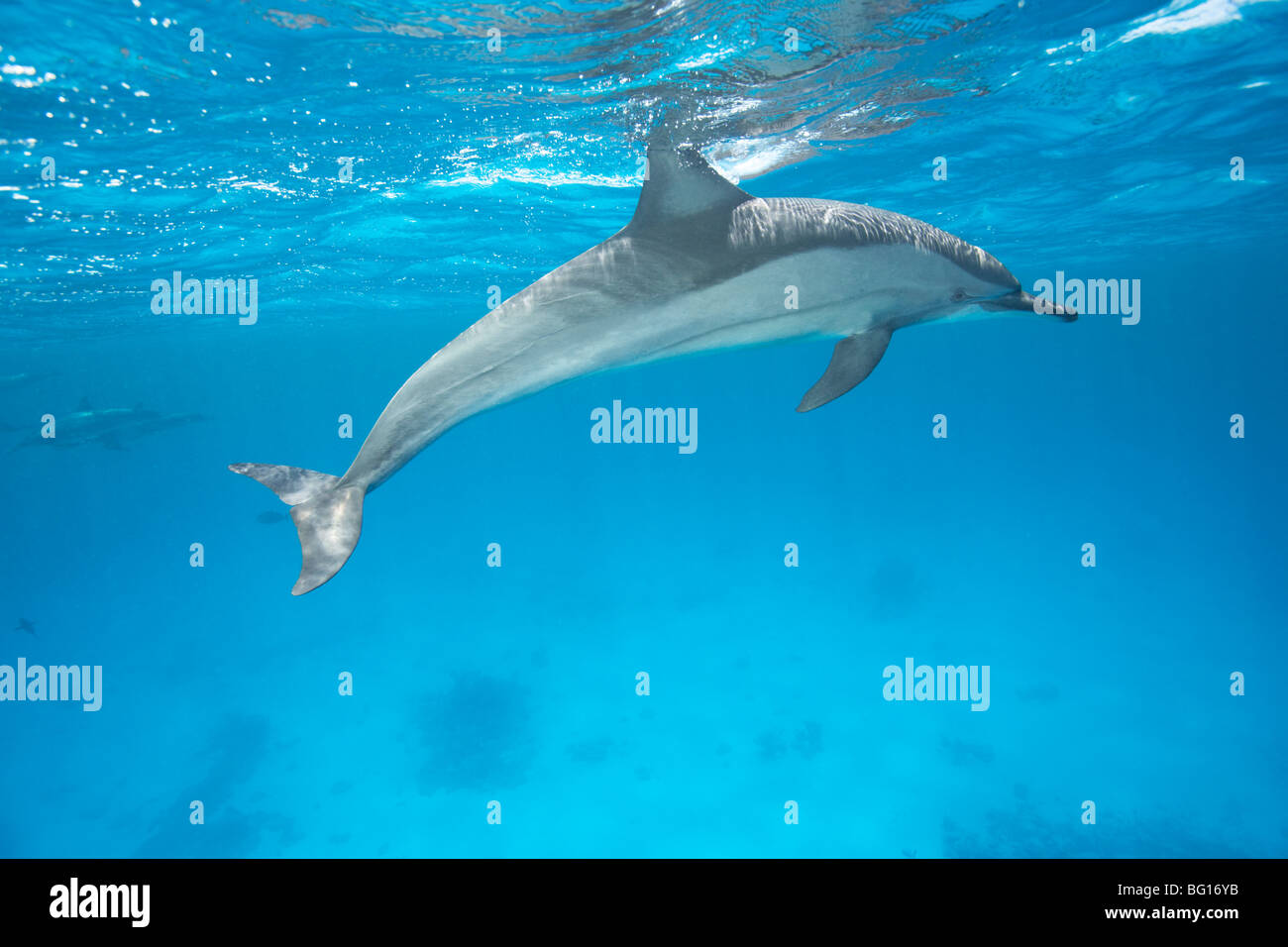 Spinner-Delphin Stockfoto