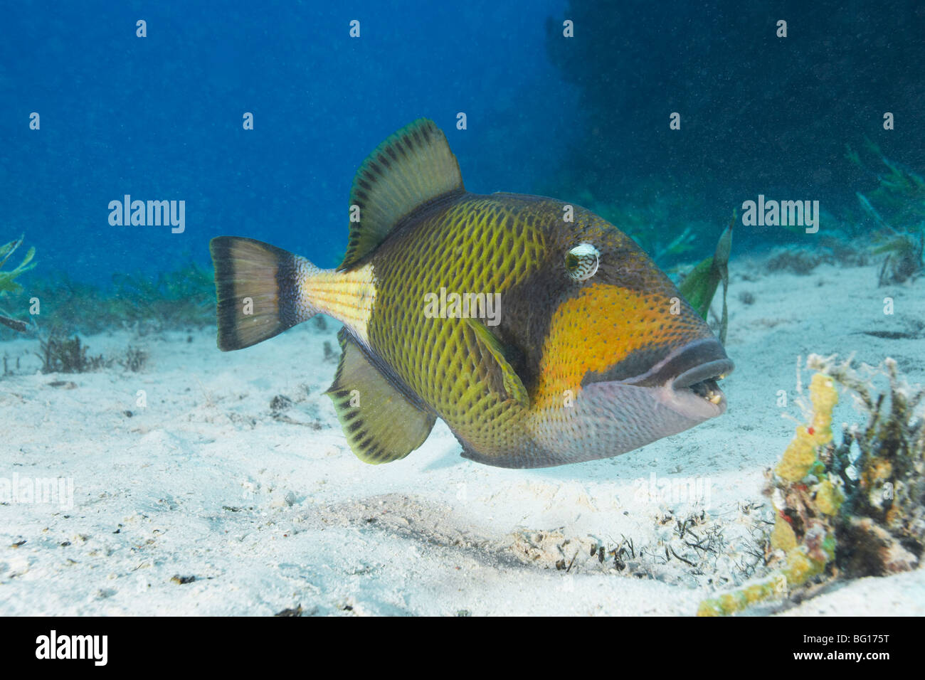 Titan-Drückerfisch Stockfoto