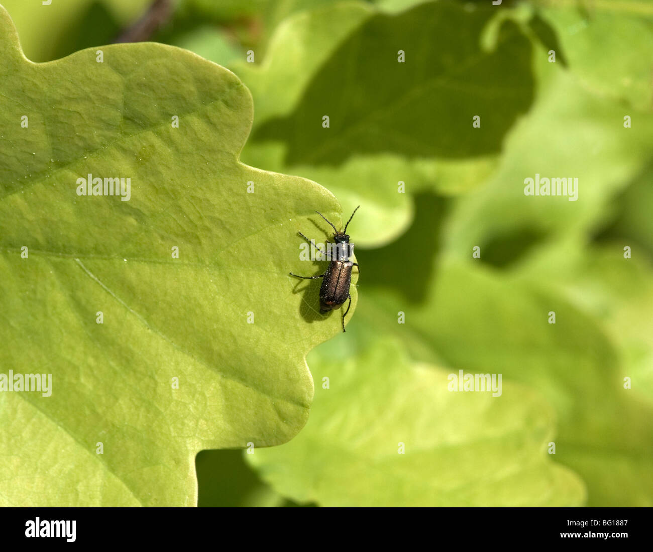 Malachius bipustulatus Stockfoto