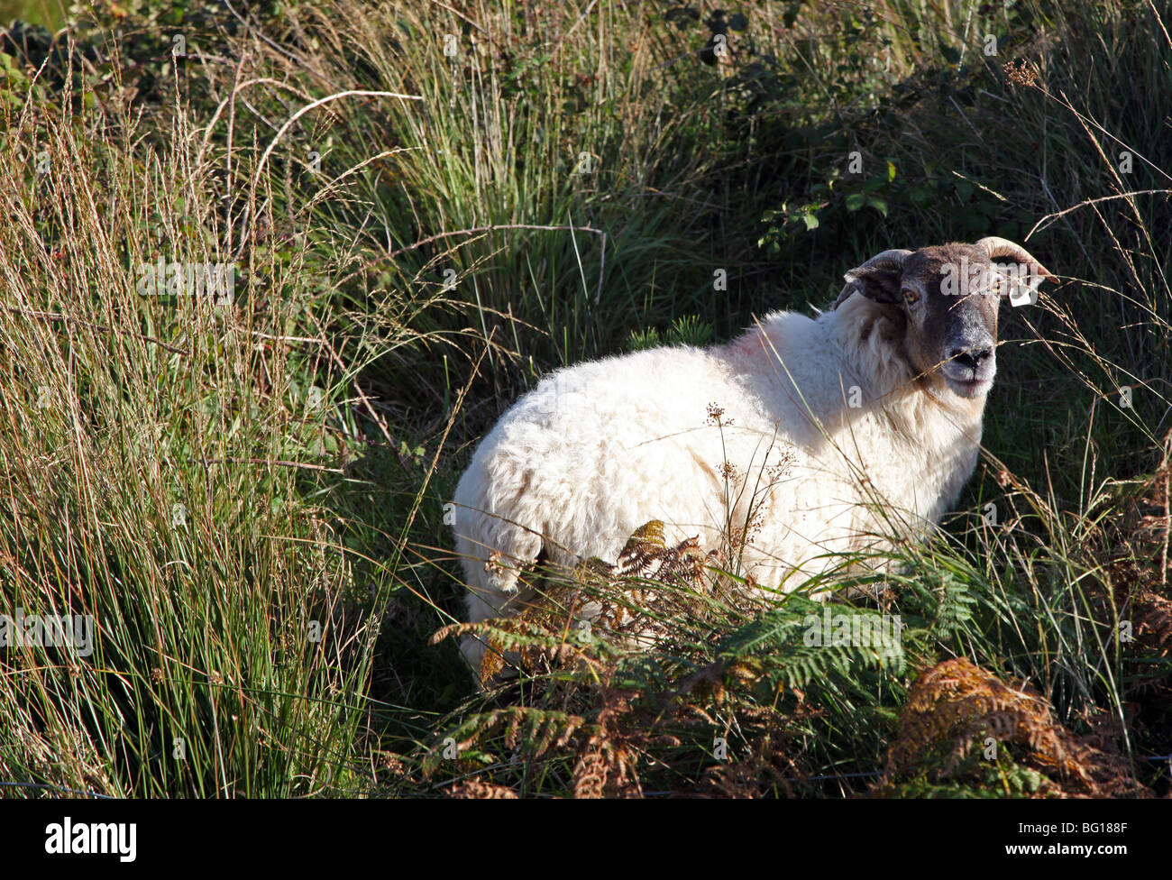 schwarze Schaf konfrontiert Schafe, Beara Halbinsel, Co. Cork, Irland Stockfoto