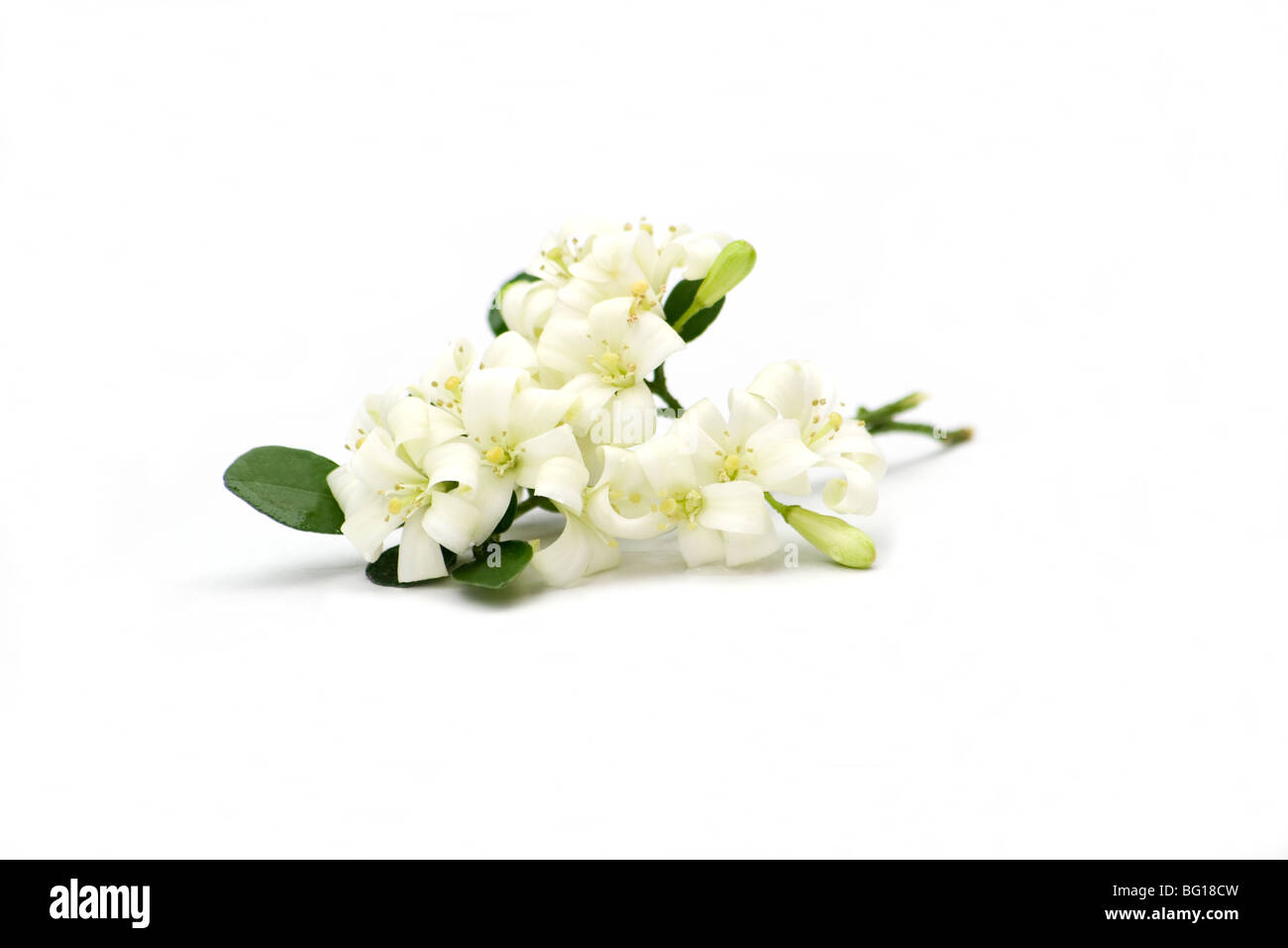 Nahaufnahme von Jasmin Blüten auf weißem Hintergrund Stockfoto
