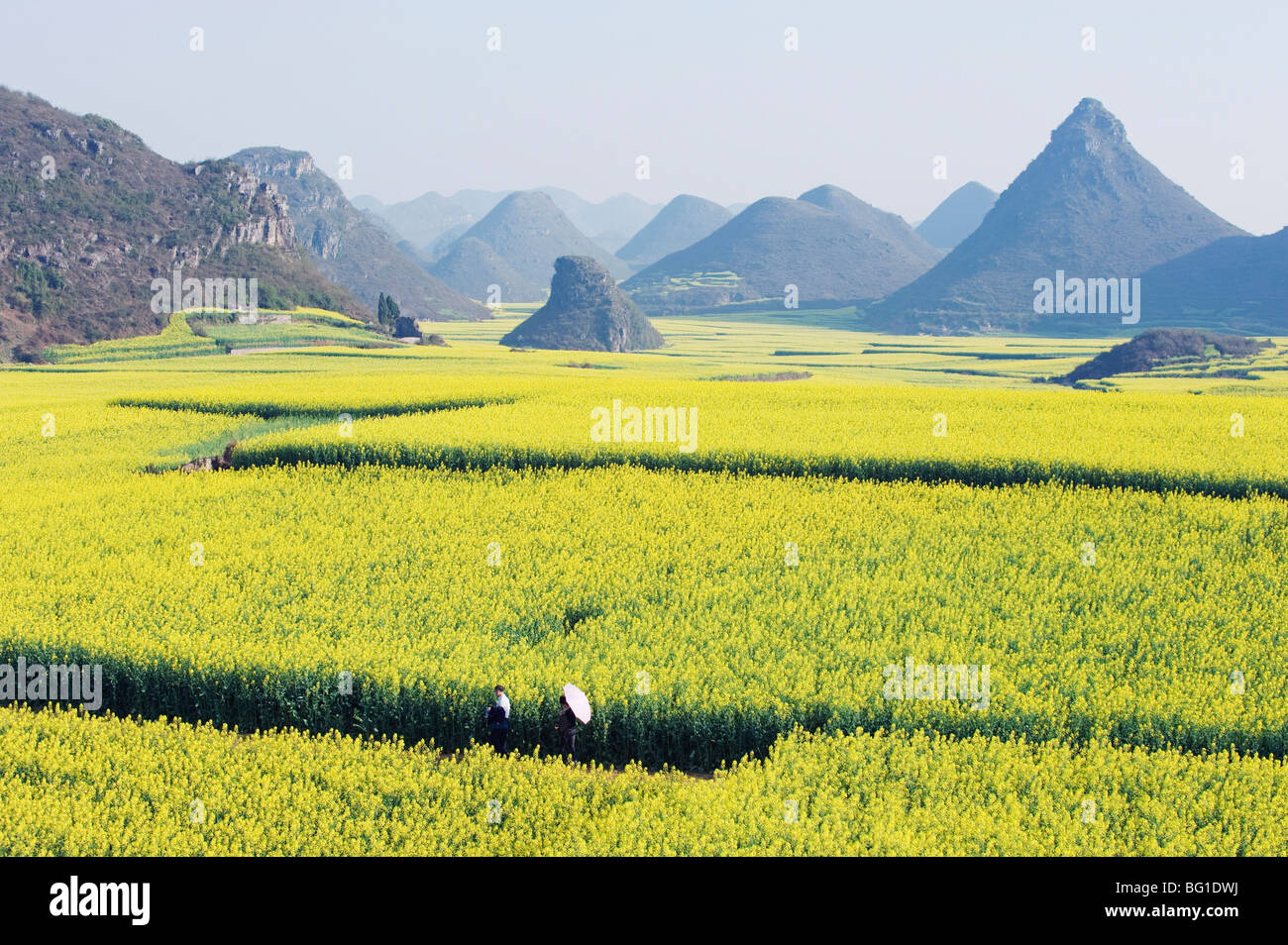 Ein paar Spaziergang durch Raps Blumenwiesen blühen in teilnehmen, Provinz Yunnan, China, Asien Stockfoto