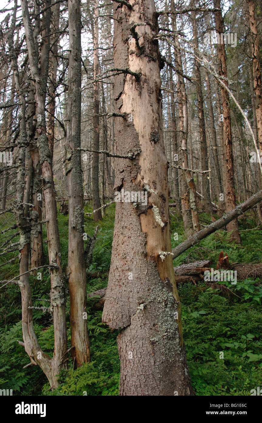 Bäume getötet durch Borkenkäfer oder Rüsselkäfer in Forstwirtschaft Plantagen in Low-hohe Tatra-Slowakei Stockfoto