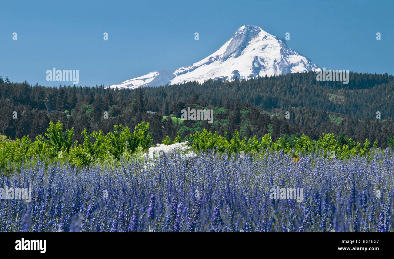 Bereich der Lavendel, Mount Hood, Oregon, USA Stockfoto