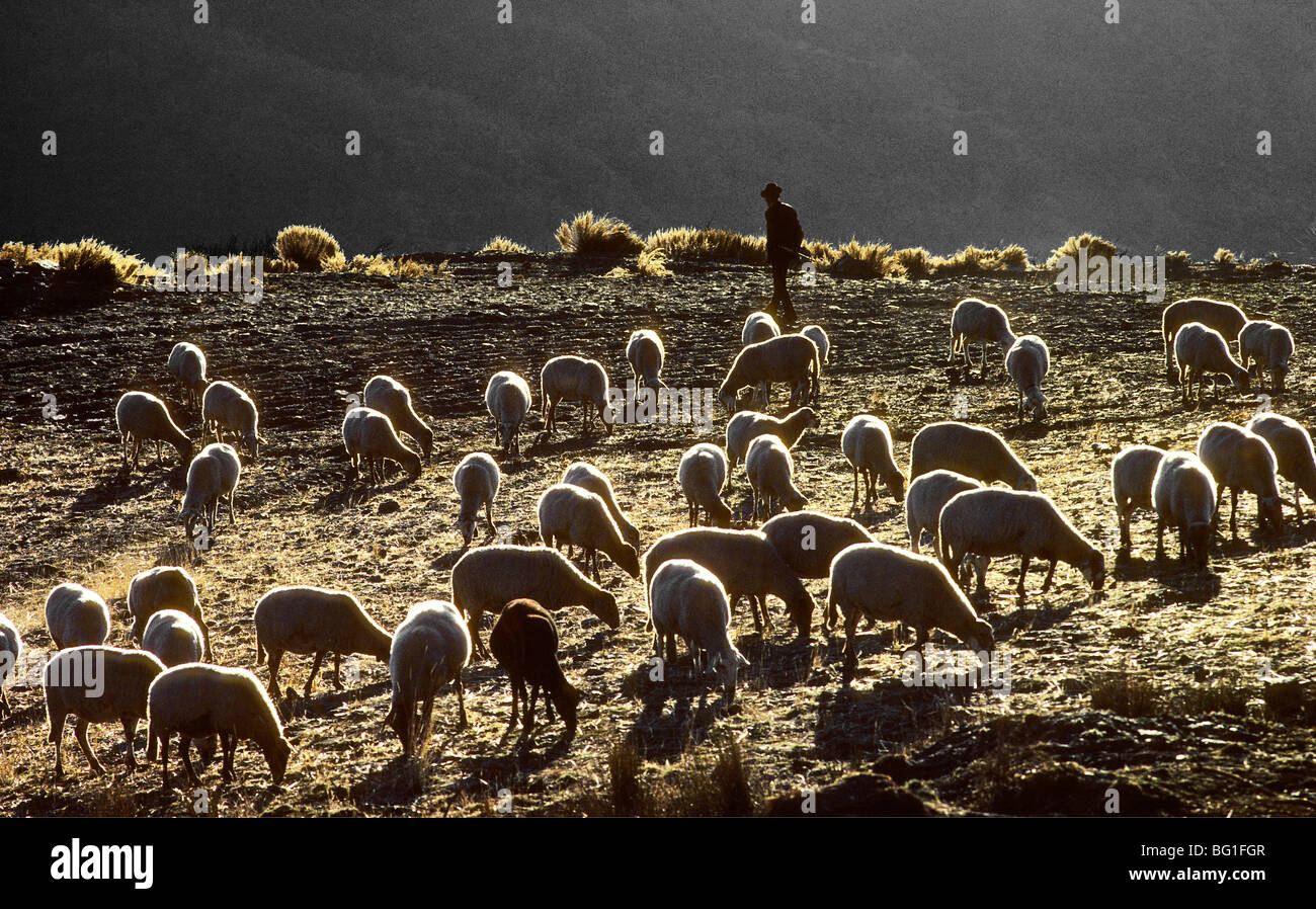 Ein Schäfer mit seiner Herde, Granada, Spanien Stockfoto