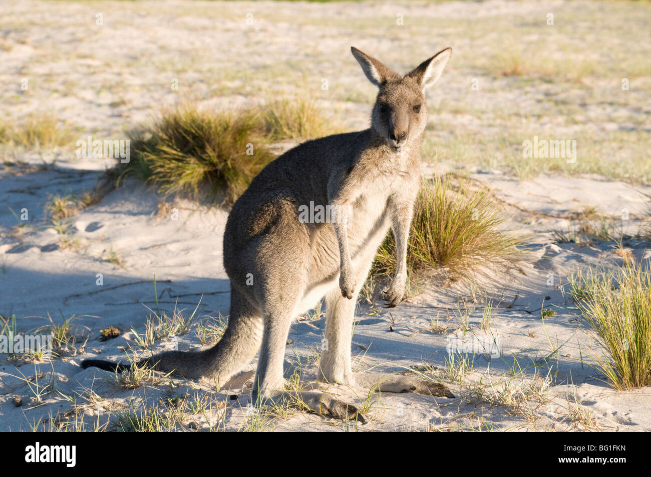 Östliche graue Känguru (Macropus Giganteus) am Strand bei Sonnenaufgang, Ben Boyd Nationalpark, New South Wales, Australien, Pazifik Stockfoto