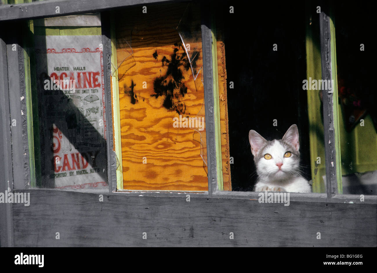 Katze in einem Fenster, Houston, Texas Stockfoto