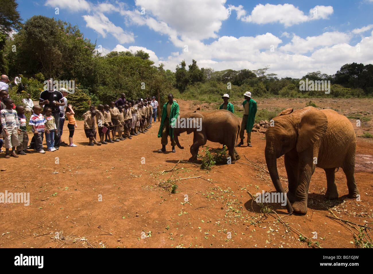 David Sheldrick Wildlife Trust, Elephant Orphanage, Nairobi, Kenia, Ostafrika, Afrika Stockfoto