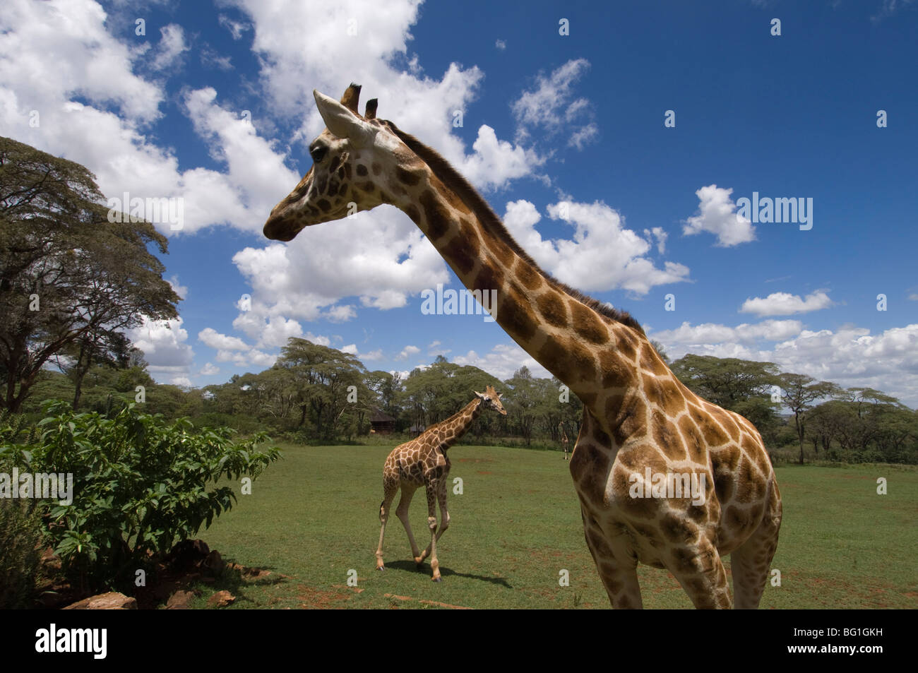 Rothschild Giraffe, Giraffe Manor, Nairobi, Kenia, Ostafrika, Afrika Stockfoto