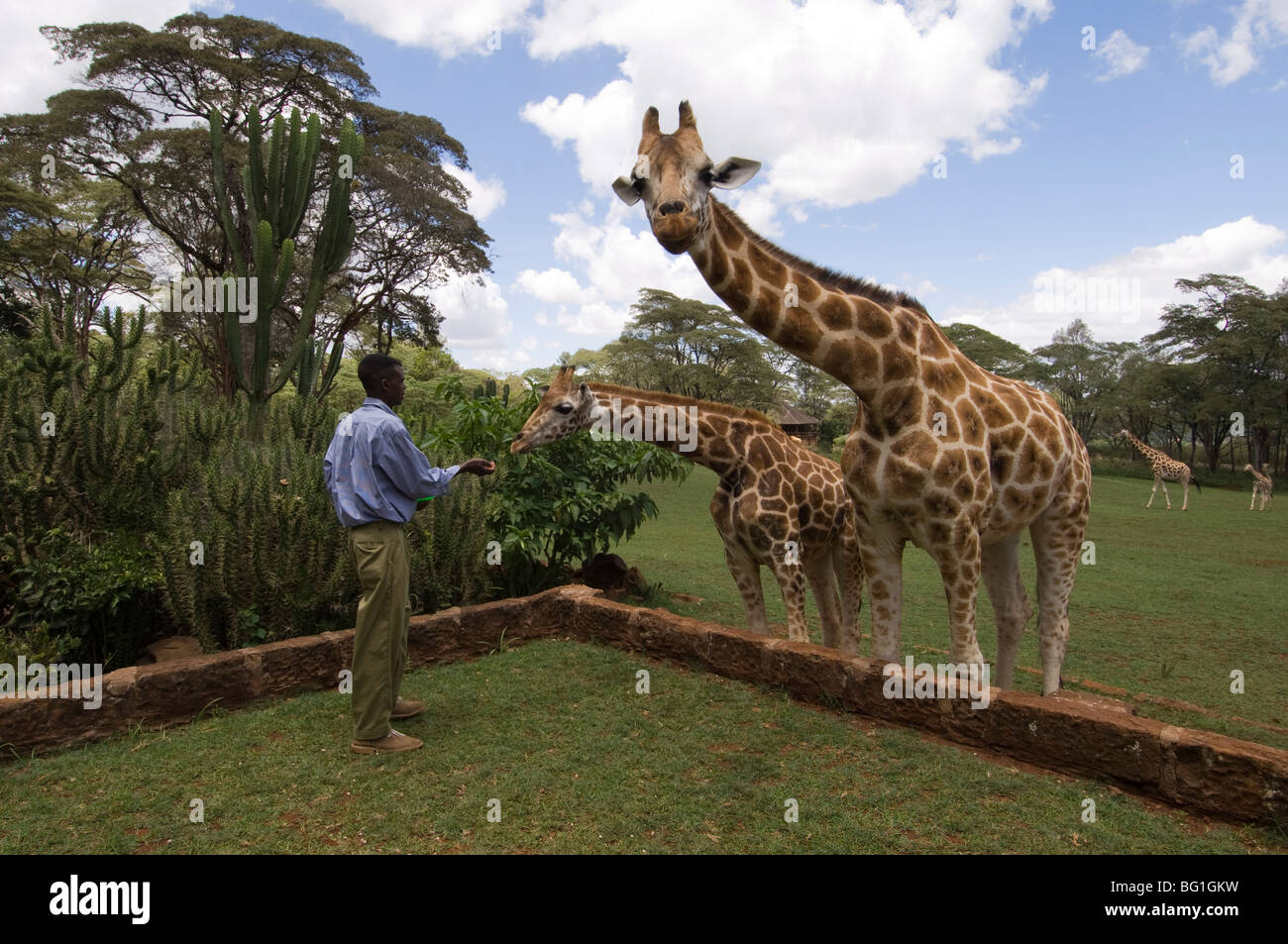 Rothschild Giraffe, Giraffe Manor, Nairobi, Kenia, Ostafrika, Afrika Stockfoto