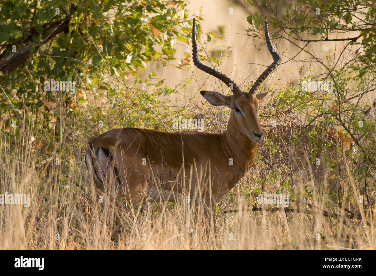 Impala, Meru National Park, Kenia, Ostafrika, Afrika Stockfoto