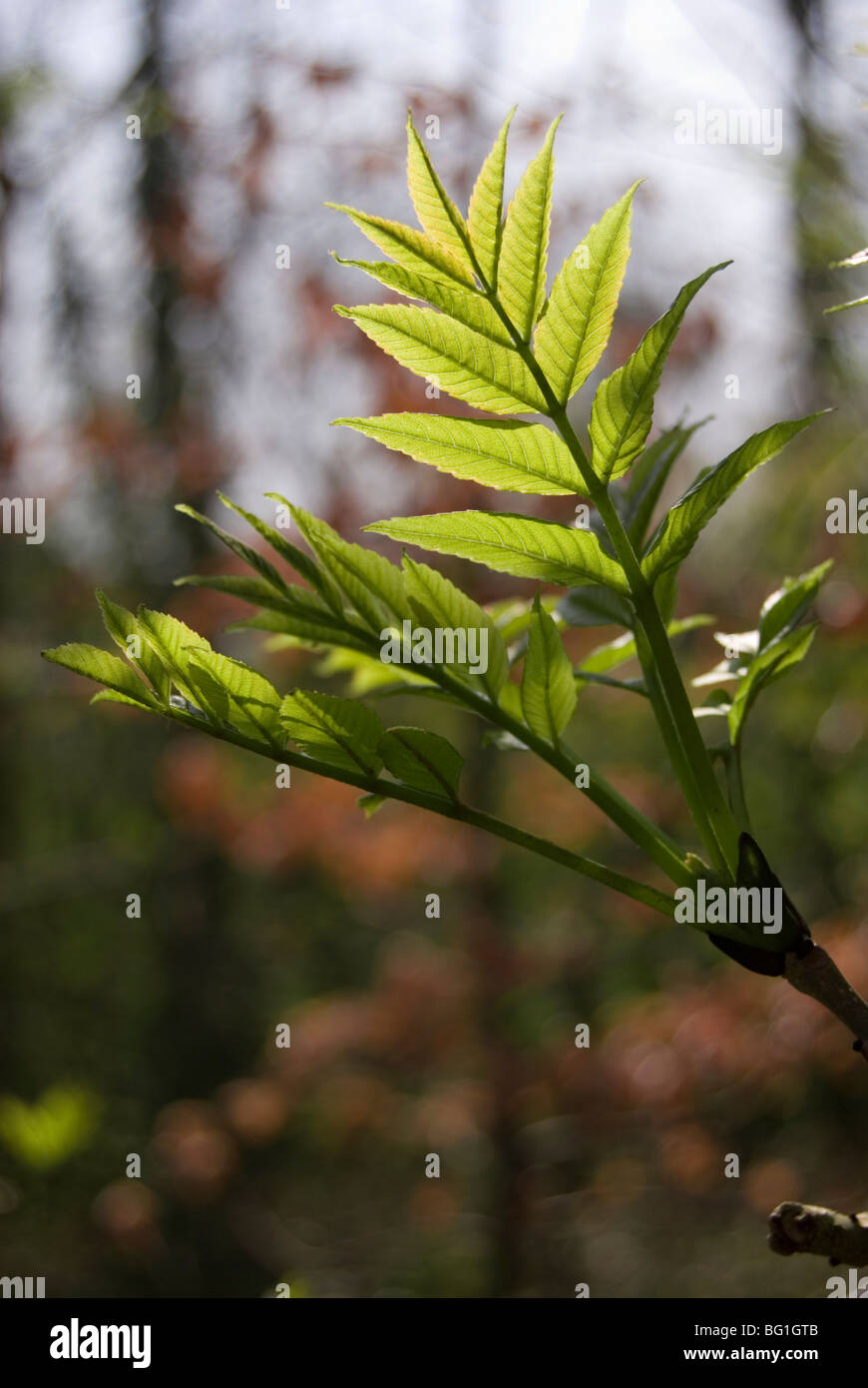 Fraxinus Excelsior, lässt junge Esche Stockfoto