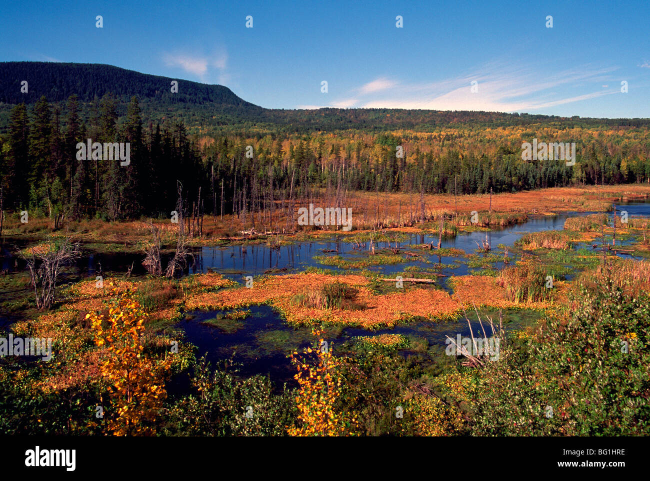 Marsh und borealen Wald in der Nähe von Chetwynd, Northern BC, British Columbia, Kanada - landschaftlich, Herbst / Herbst Farben Stockfoto