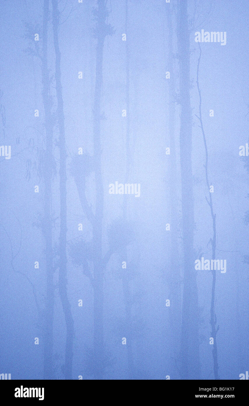 Nebel in einem Wald von Bäumen Stockfoto