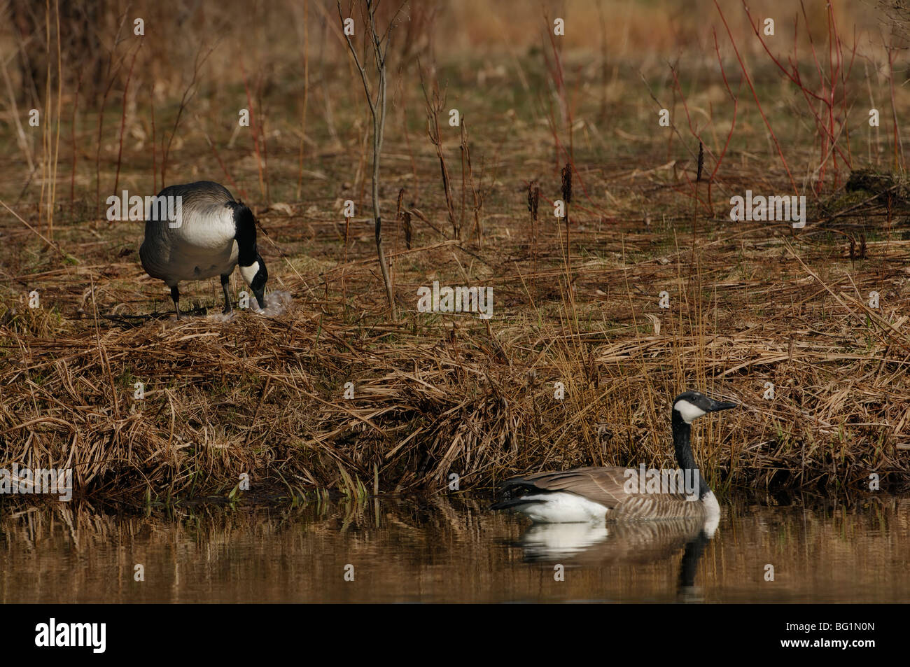 Eine Mutter Gans dem Nestbau mit Federn und eine Vater-Gans Wachposten auf einem Teich Stockfoto