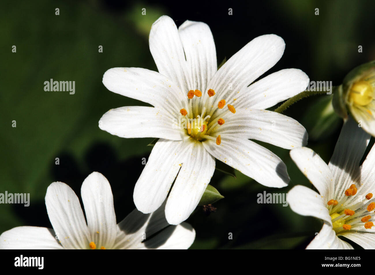 Weniger Stitchwort aka grasslike Hahnenfußgewächse Stellaria Graminea Familie Caryophyllaceae zeigt weiße Blume blüht im Makro Stockfoto