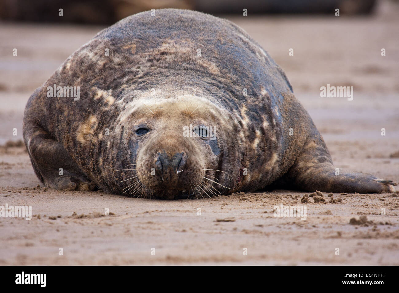 Erwachsene grau zu versiegeln, relaxen am Strand Stockfoto