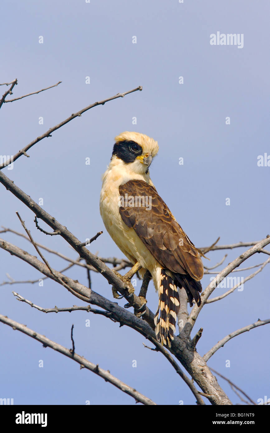 Lachende Falcon Stockfoto