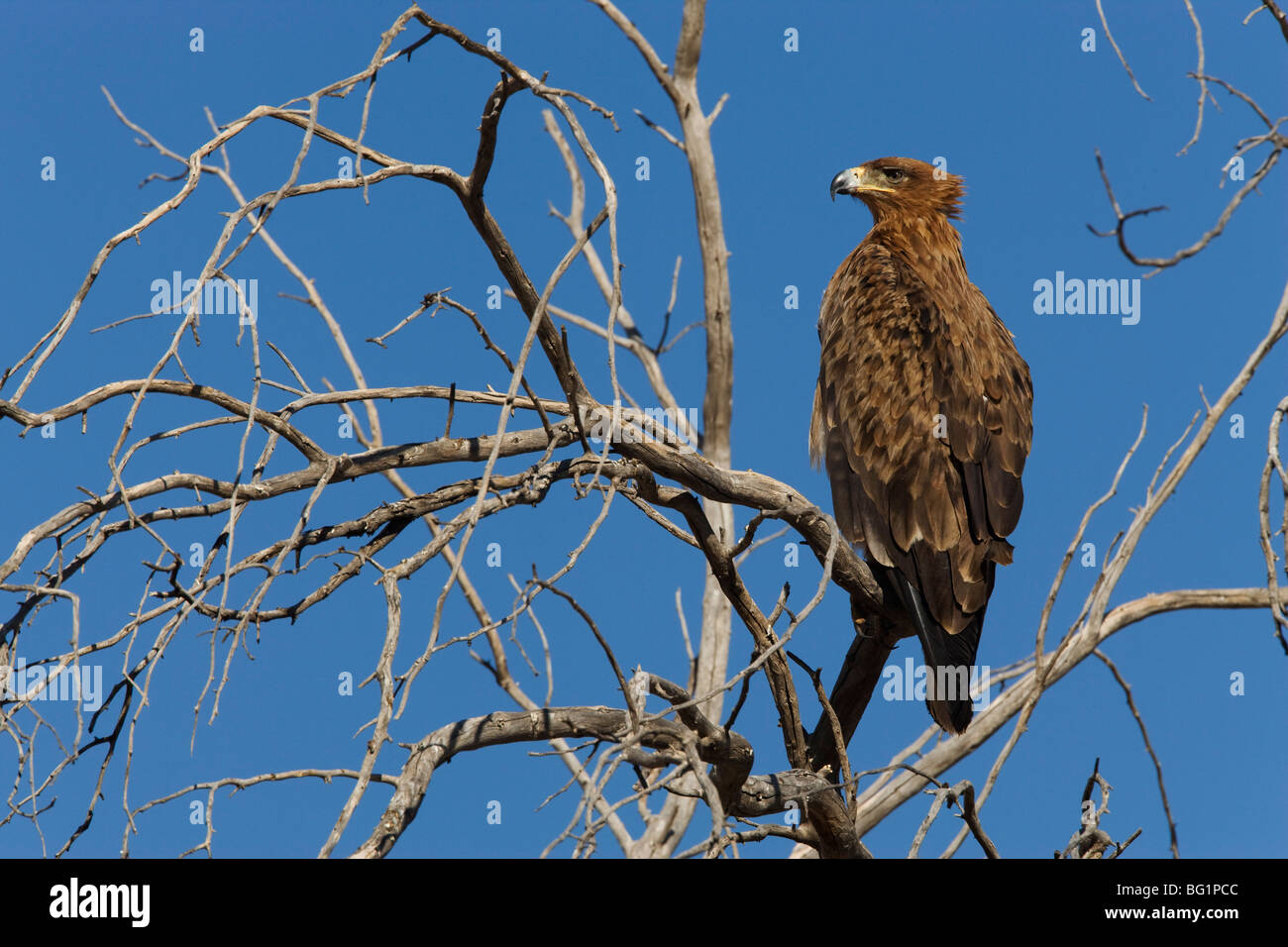 Tawny Adler (Aquila Rapax), Kgalagadi Transfrontier Park, Northern Cape, Südafrika, Afrika Stockfoto