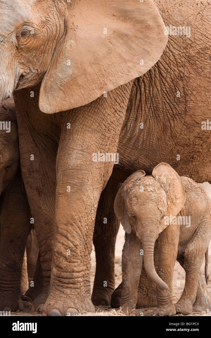 Elefant und Baby (Loxodonta Africana), Addo Elephant National Park, Eastern Cape, Südafrika, Afrika Stockfoto