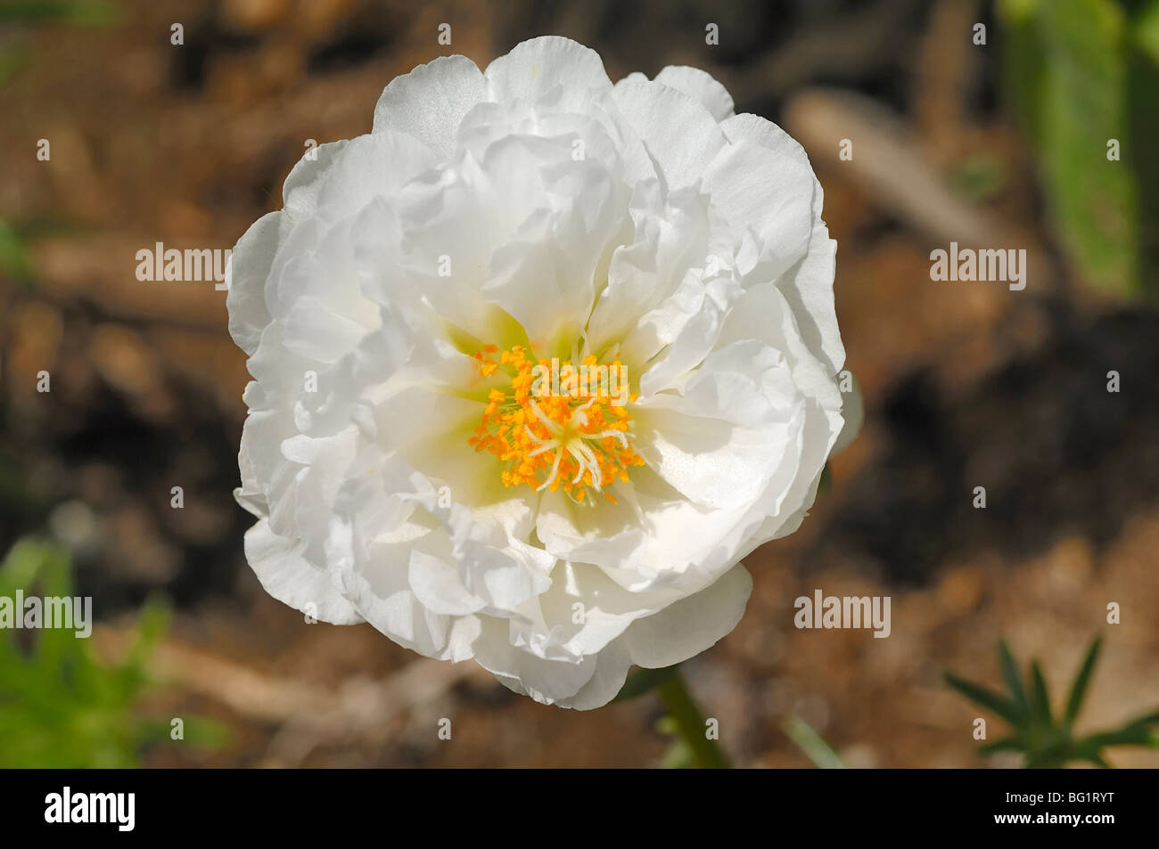 Gelbe und weiße Blume wächst in South Dakota, USA Stockfoto