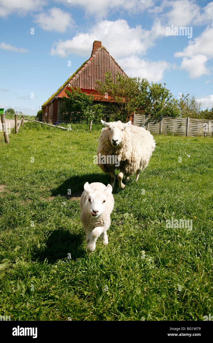 Zeichen Lämmer auf einem Bauernhof in Dalen, Jütland, Dänemark, Skandinavien, Europa Stockfoto