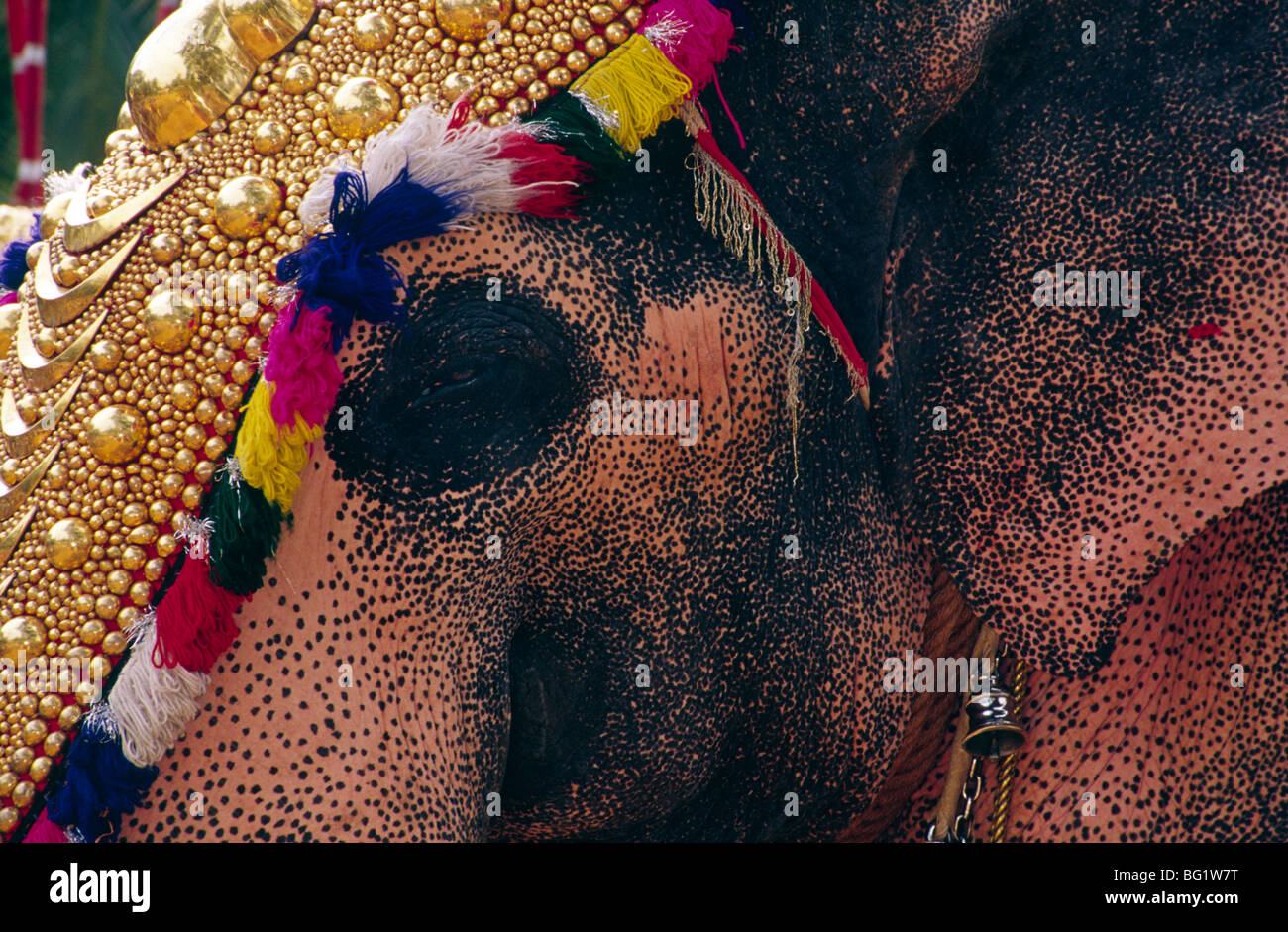 Nahaufnahme von einem Elefanten Gesicht bei einem Festival Umzug in Kerala, Indien Stockfoto