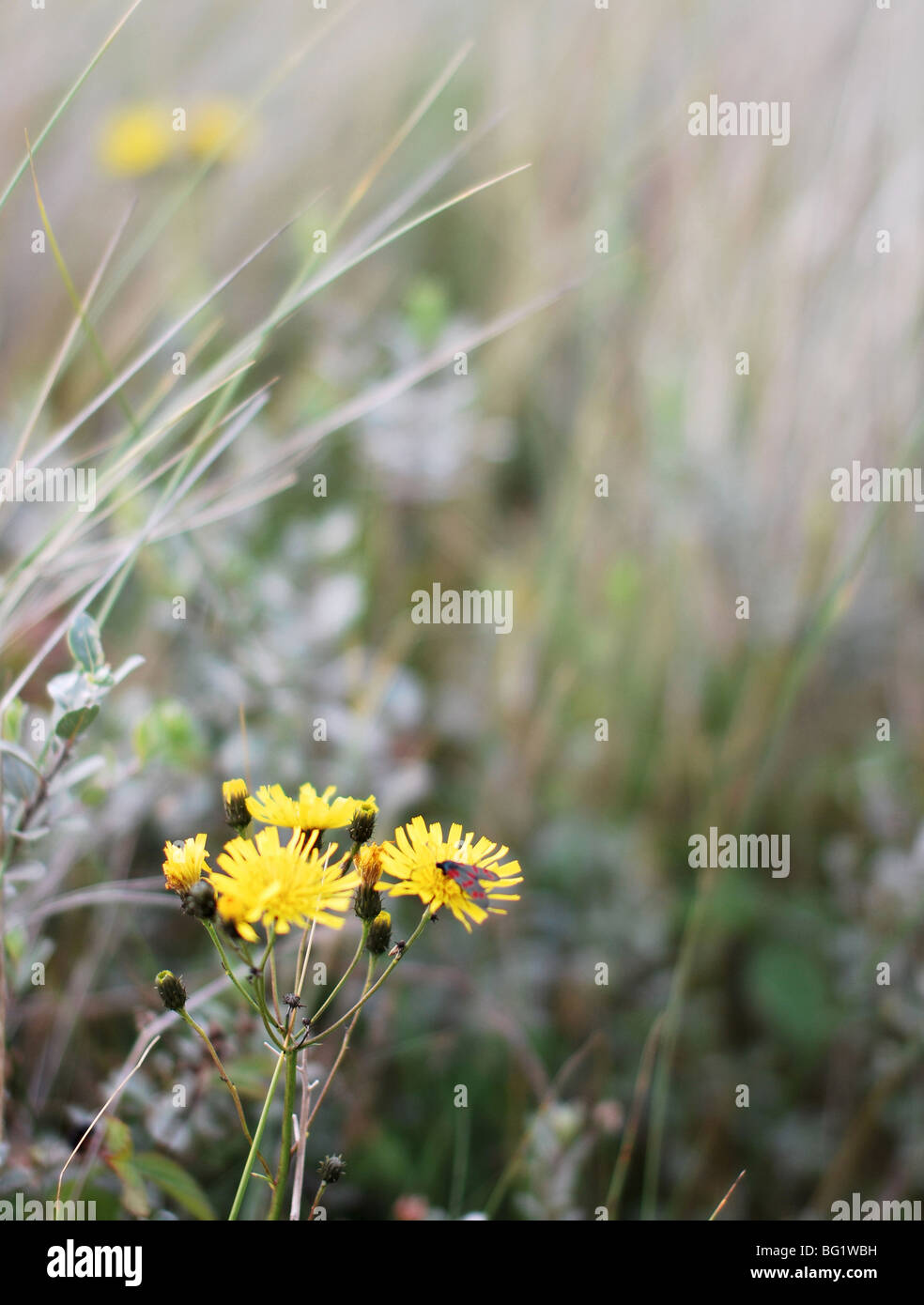Schmetterlinge auf Blumen Stockfoto