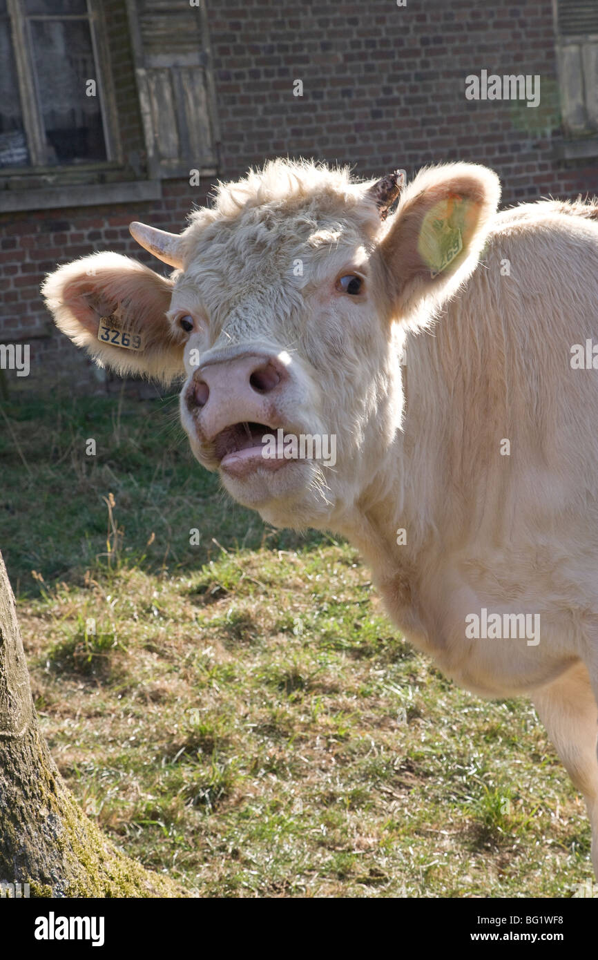 Kuh Kalb genden Aufruf Kopf Stockfoto