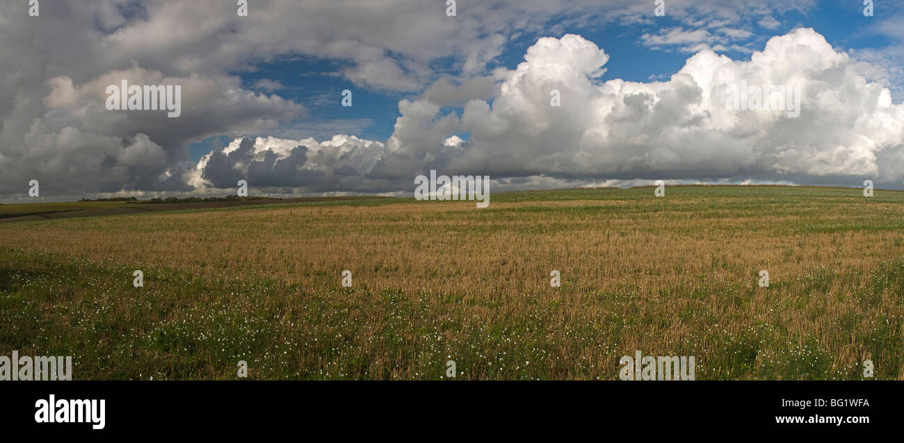 Geernteten Feld mit wilden Blumen in der Nähe von Cissbury Ringe auf den South Downs in der Nähe von Worthing, West Sussex, UK Stockfoto