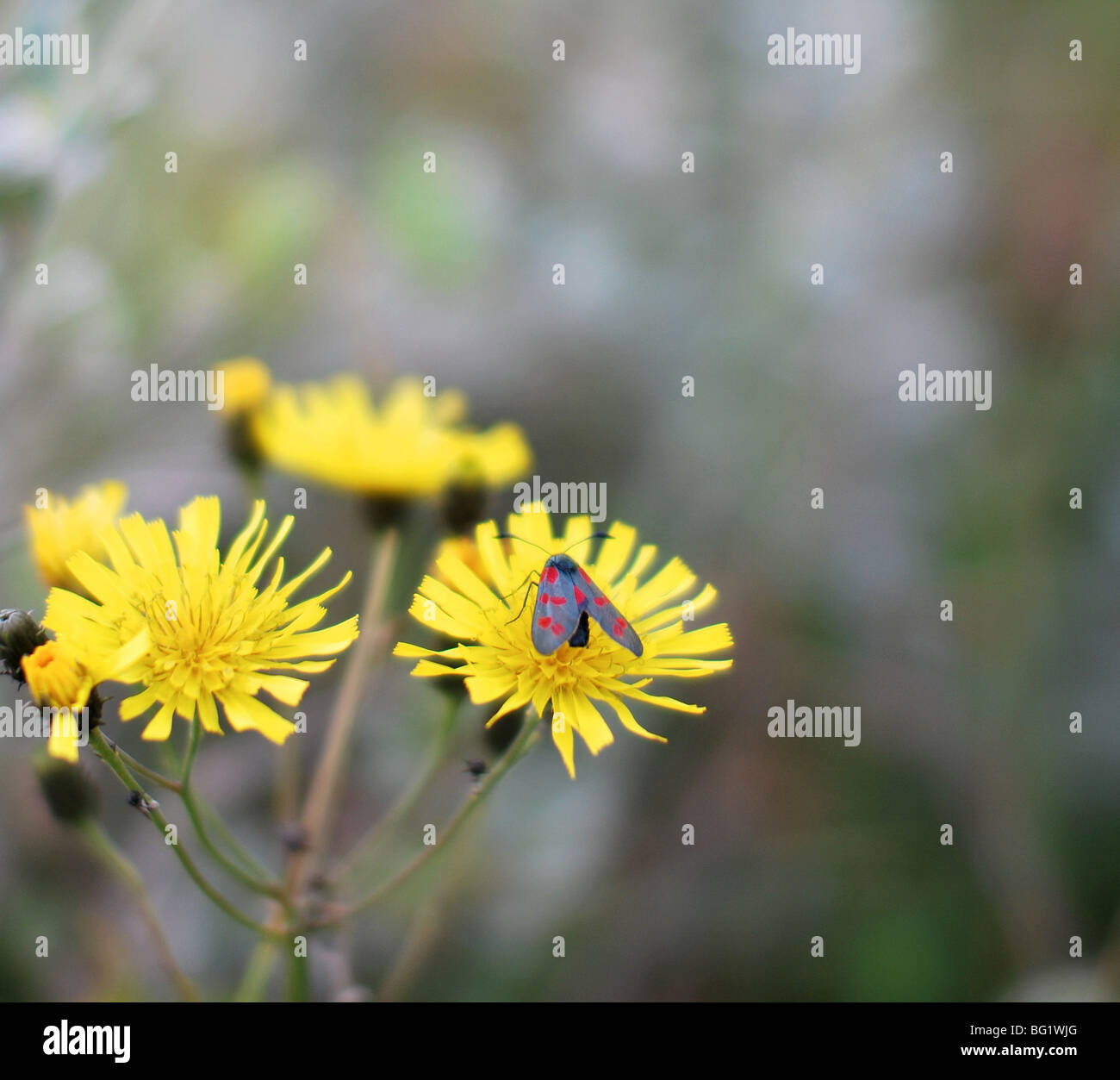 Schmetterlinge auf Blumen Stockfoto