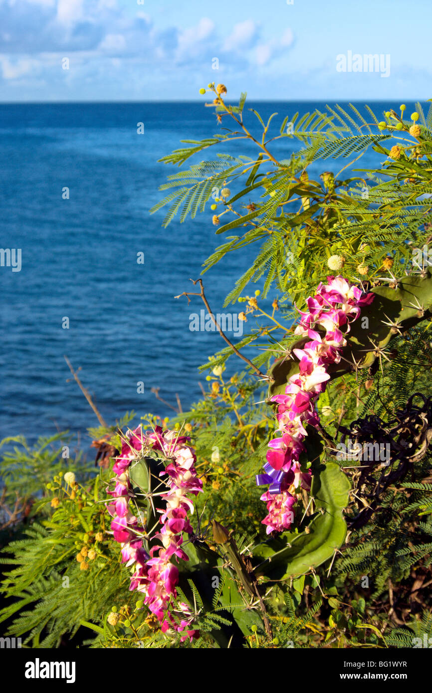 Zwei Vanda Orchidee Leis auf Hecke Kauai HI drapiert Stockfoto
