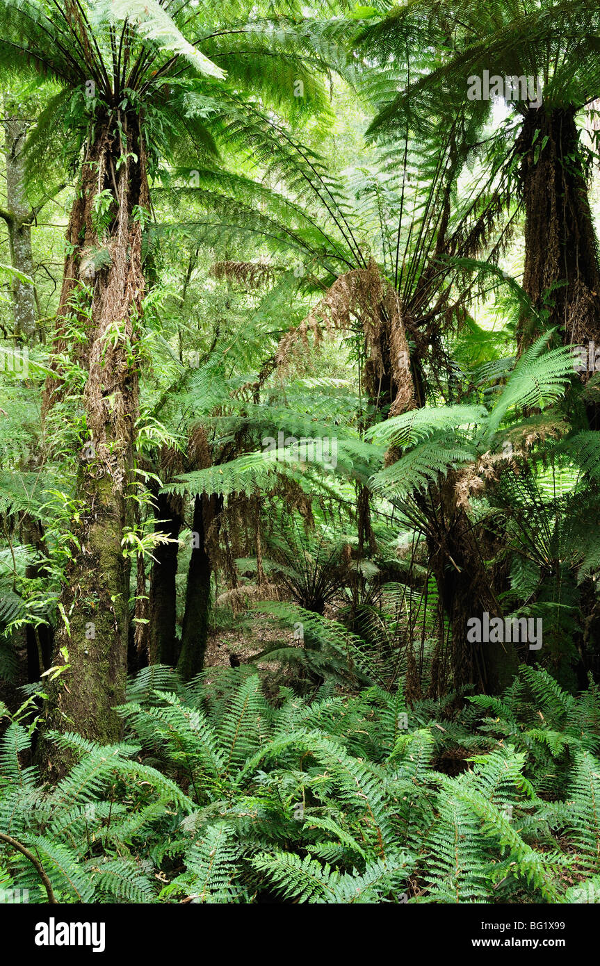 Baumfarne, Dandenong Ranges National Park, Victoria, Australien, Pazifik Stockfoto