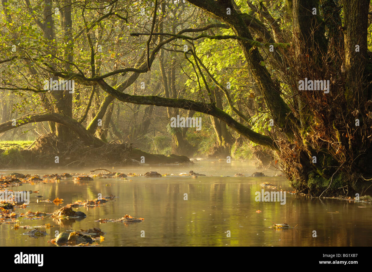 Herbstmorgen, wenig Wasser der Flotte, Flotte Valley National Scenic Area, Dumfries and Galloway, Schottland, Vereinigtes Königreich Stockfoto