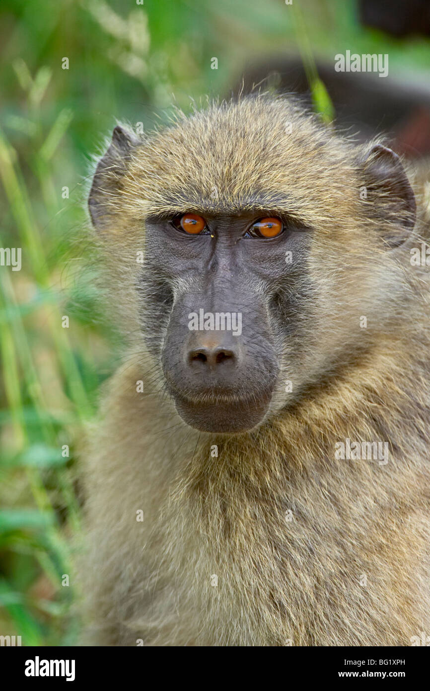 Chacma baboon (Papio ursinus), Krüger Nationalpark, Südafrika, Afrika Stockfoto