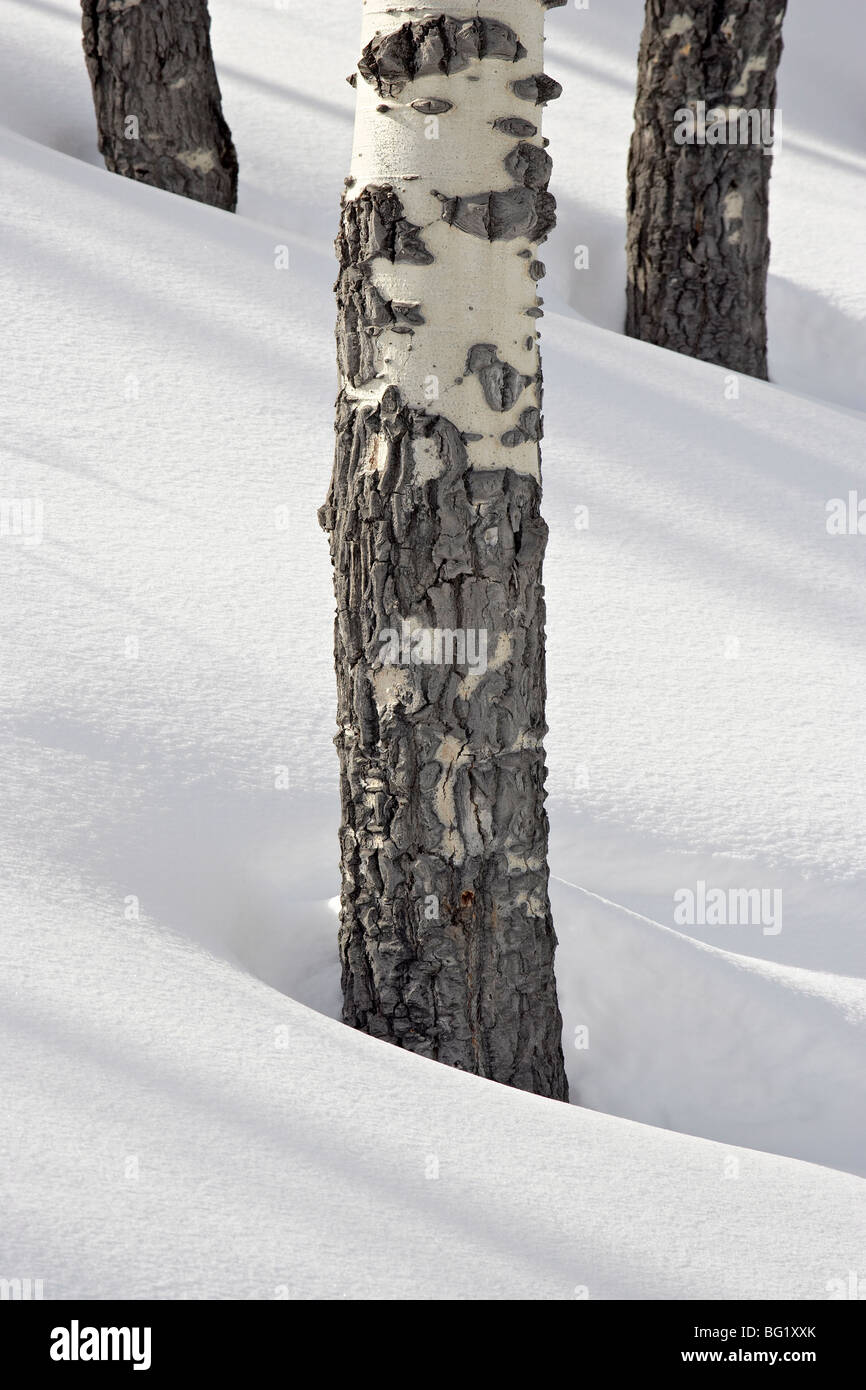 Birkenstämmen in Schnee, Yellowstone-Nationalpark, Wyoming, Vereinigte Staaten von Amerika, Nordamerika Stockfoto