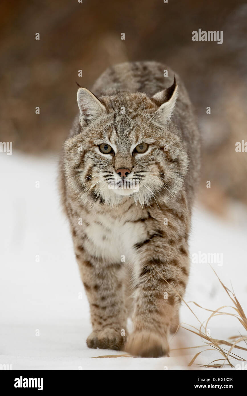 Rotluchs (Lynx Rufus) im Schnee, in der Nähe von Bozeman, Montana, Vereinigte Staaten von Amerika, Nordamerika Stockfoto