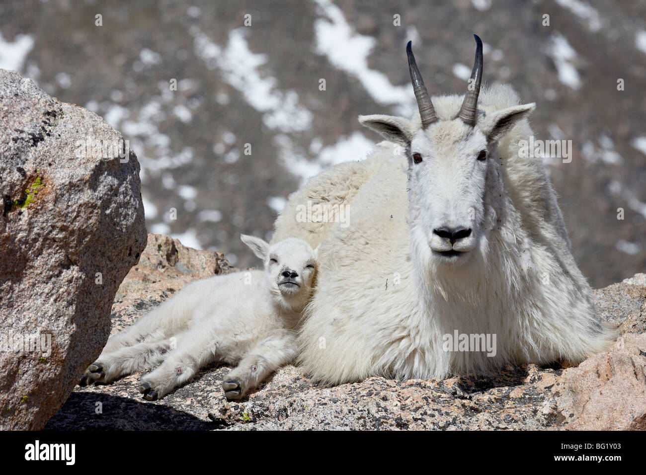 Bergziege (Oreamnos Americanus) Kindermädchen und Kid, Mount Evans, Colorado, Vereinigte Staaten von Amerika, Nordamerika Stockfoto